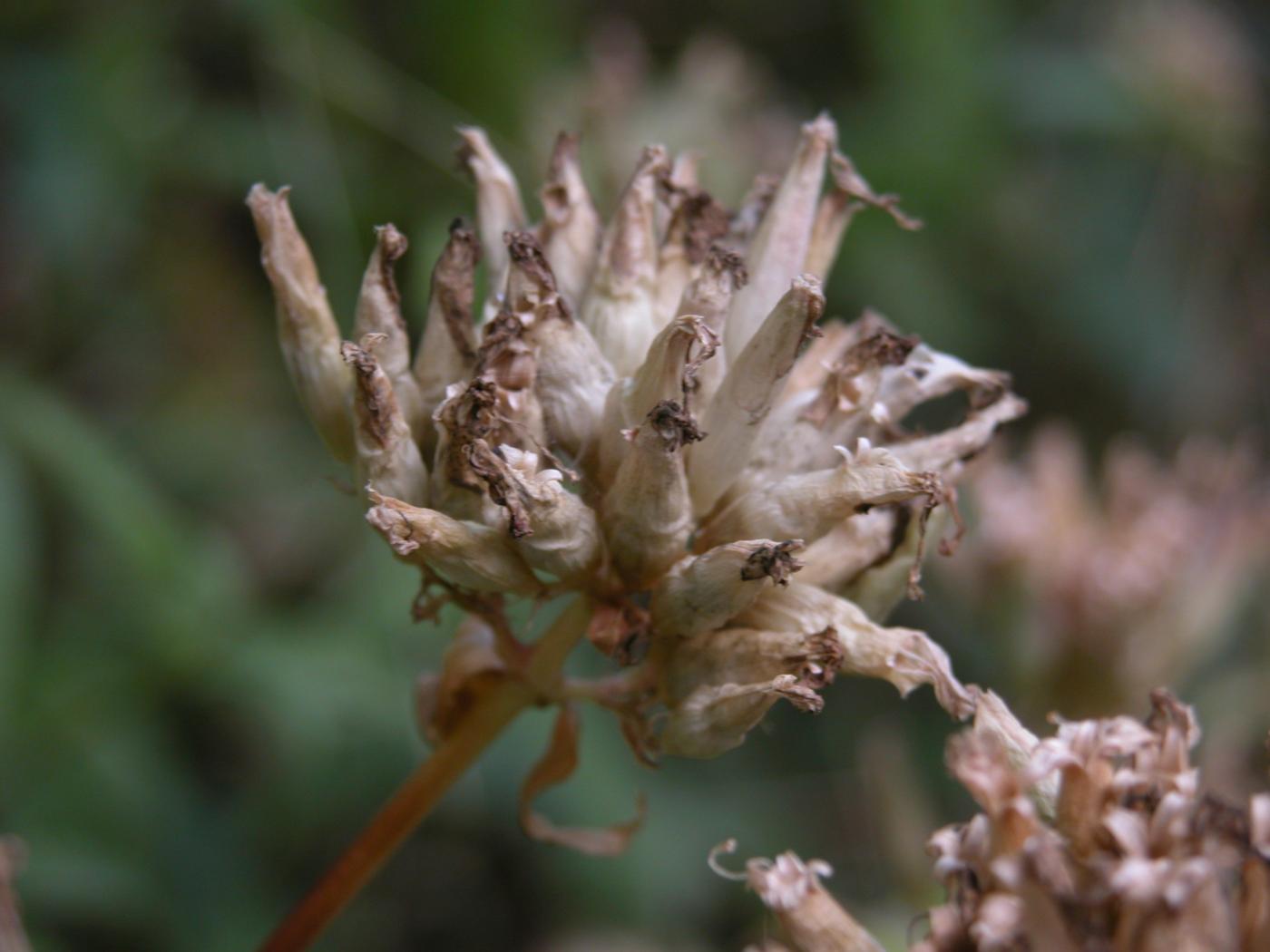 Soapwort fruit